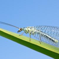 Lacewing - Chrysopa perla 